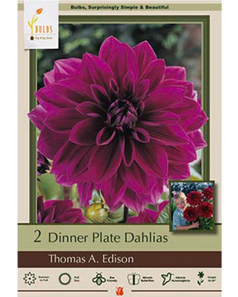 Dahlia Dinner Plate Thomas Edison