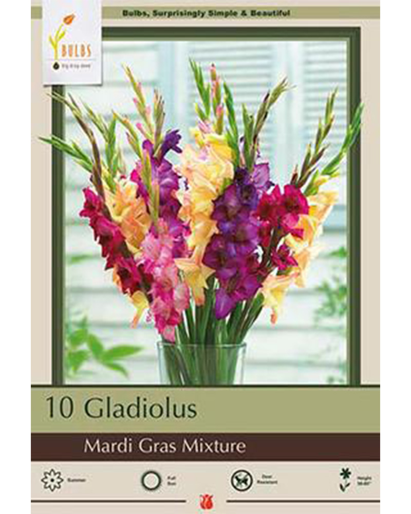 Gladiolus Mardi Gras Mix