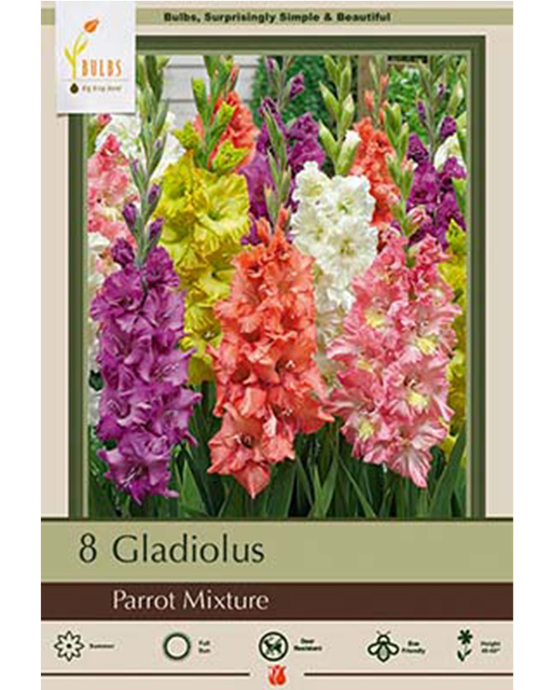 Gladiolus Parrot Mixture