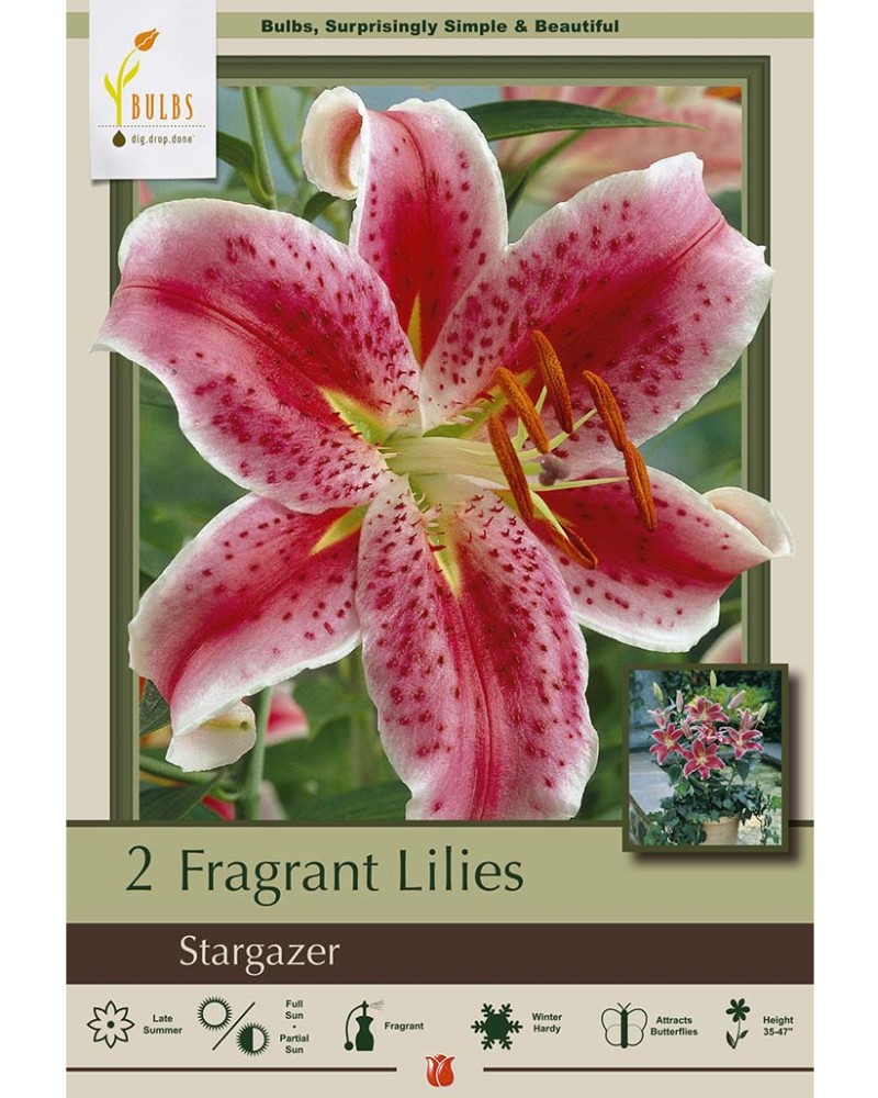 Lily Oriental Stargazer
