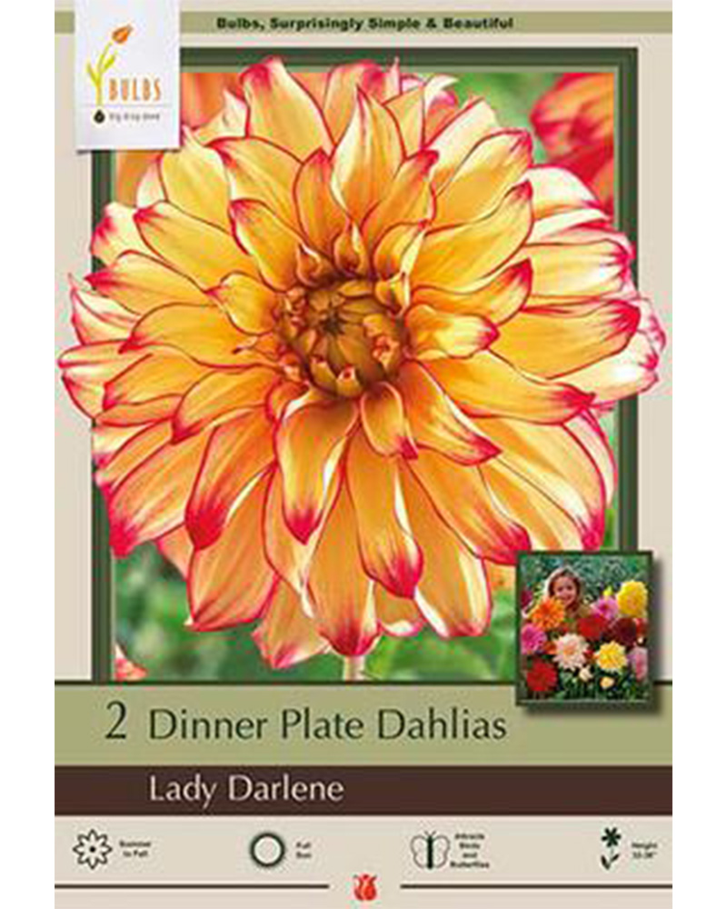 Dahlia Dinner Plate Lady Darlene