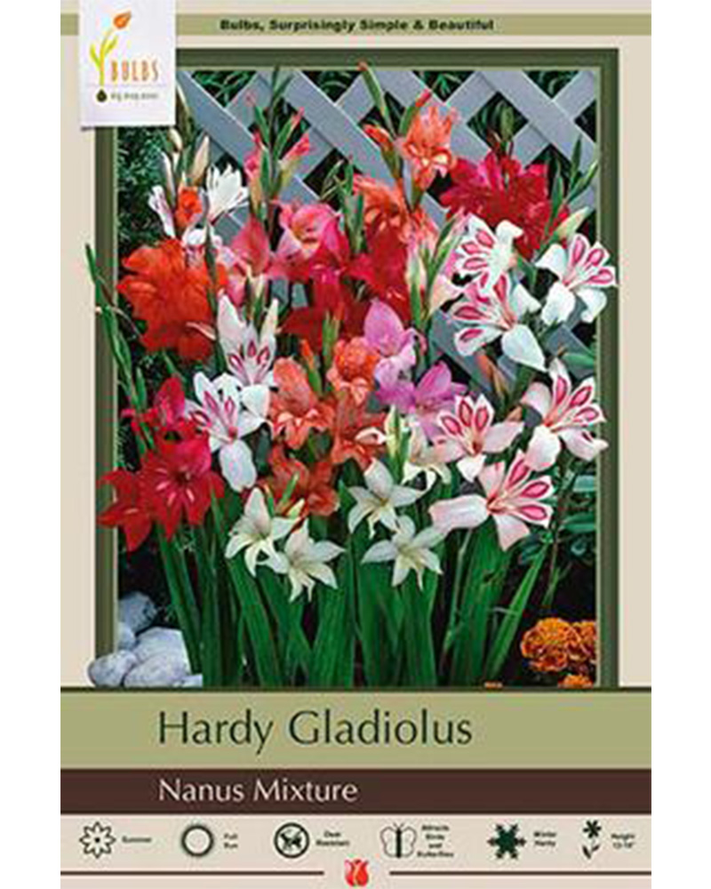 Gladiolus Hardy Mixture