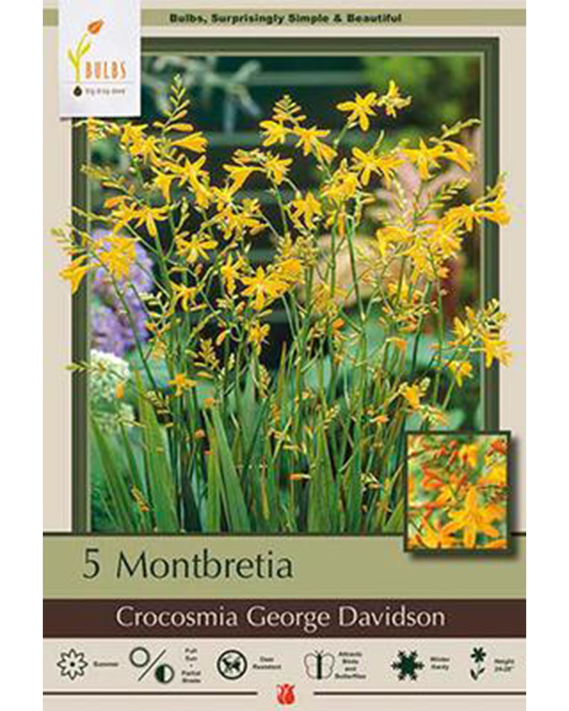 Crocosmia George Davidson