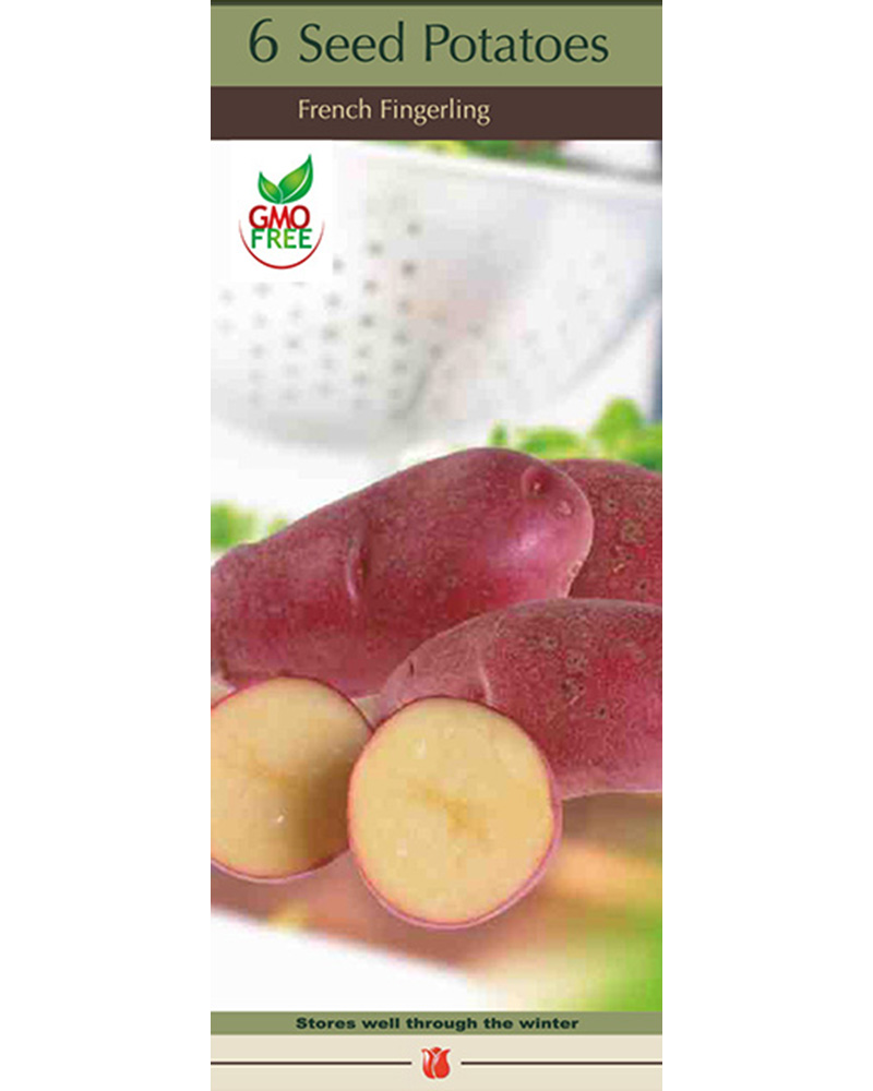 Seed Potato French Fingerling
