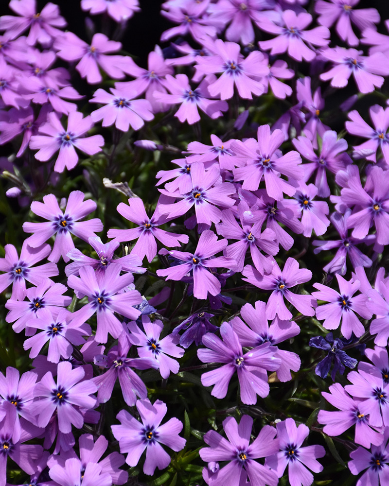 Purple Beauty Moss Phlox #1<br><i>Phlox subulata 'Purple Beauty'</br></i>