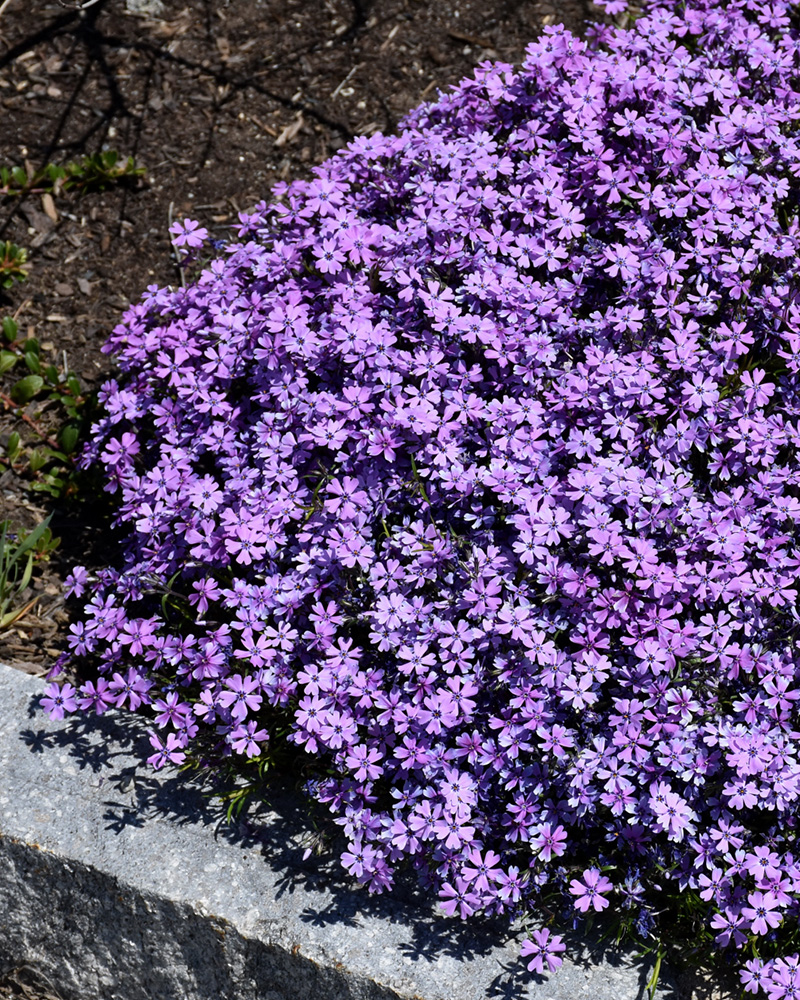 Purple Beauty Moss Phlox #1<br><i>Phlox subulata \'Purple Beauty\'</br></i>