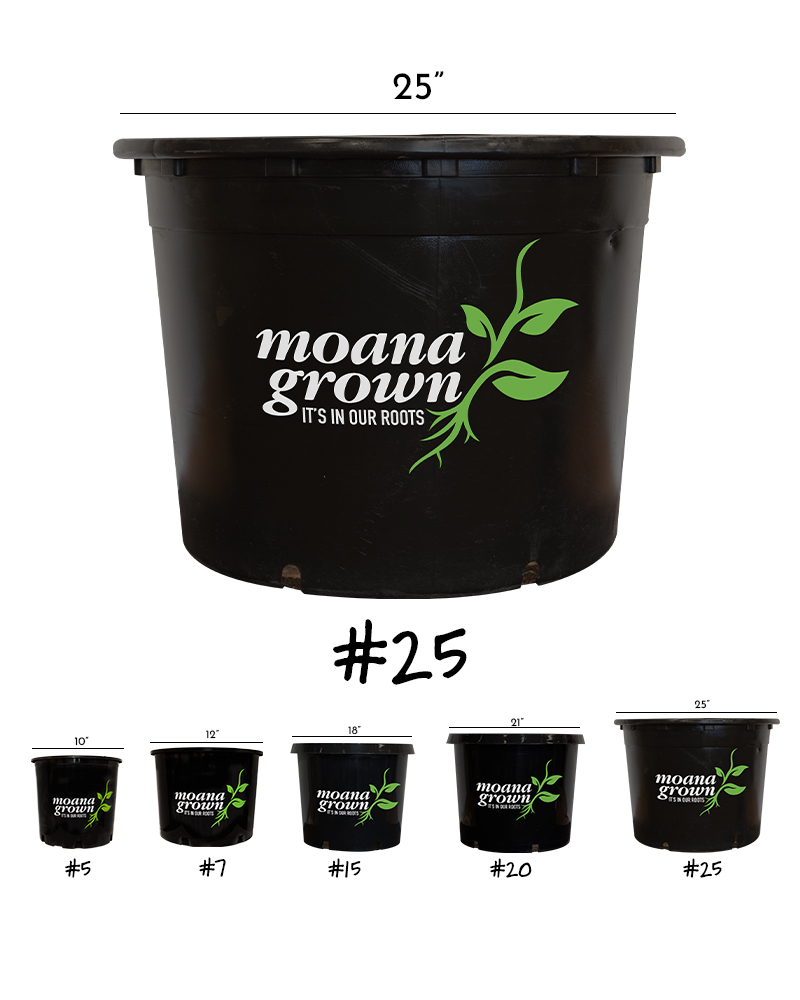 Pin Oak #25<br><i>Quercus palustris</br></i>