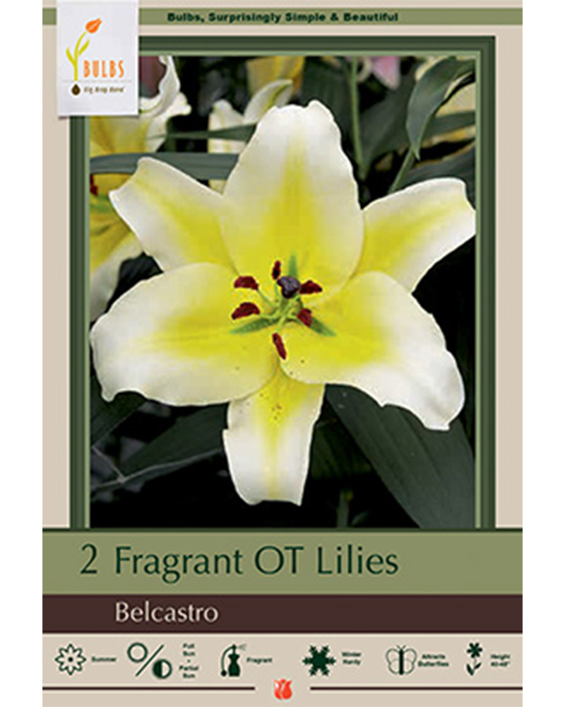 Lily Oriental Belcastro
