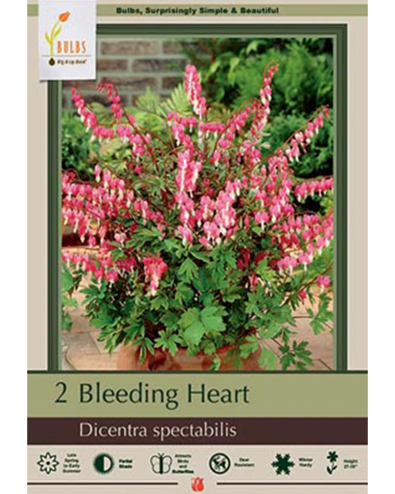 Dicentra Spectabilis Pink