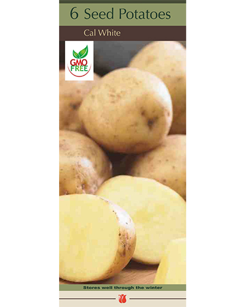 Seed Potato California White