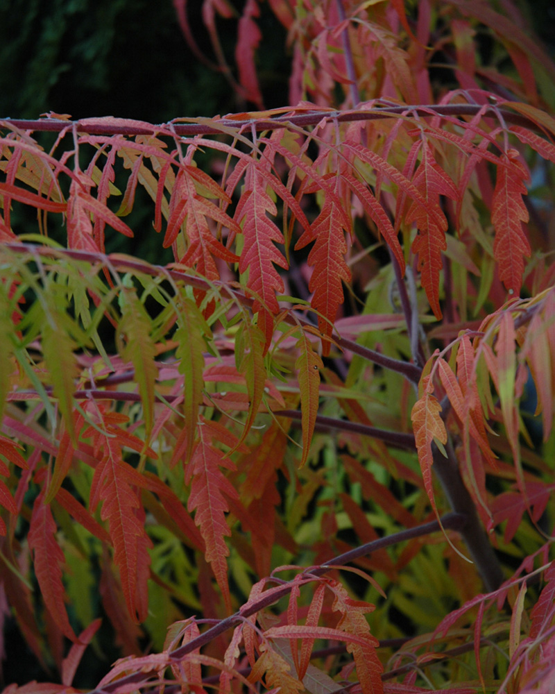 Tiger Eyes Sumac #5<br><i>Rhus typhina Bailtiger</br></i>