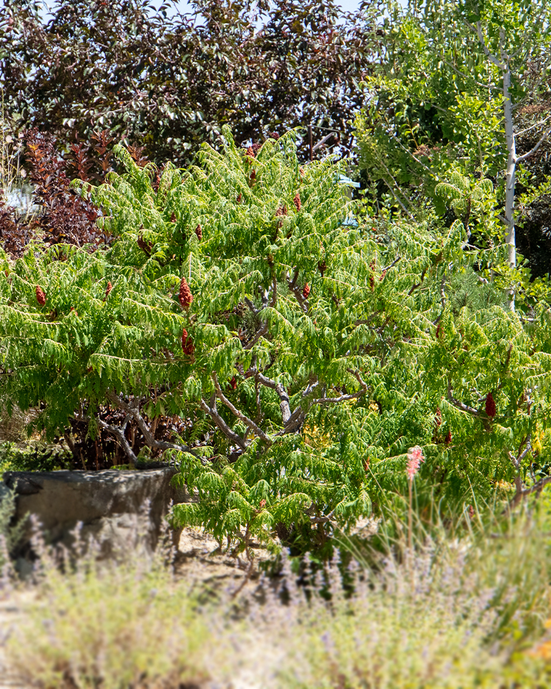 Tiger Eyes Sumac #5<br><i>Rhus typhina Bailtiger</br></i>