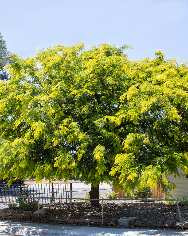 Sunburst Honeylocust #15<br><i>Gleditsia triacanthos Suncole</br></i>