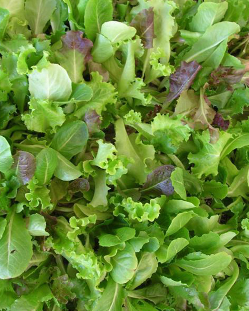 Lettuce Salad Bowl Mix 6 Pack