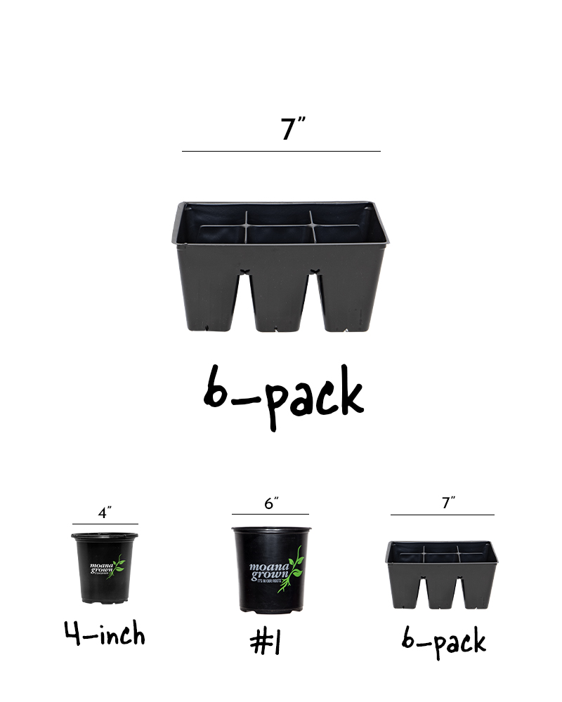 Lettuce Sweet Salad Blend 6 Pack