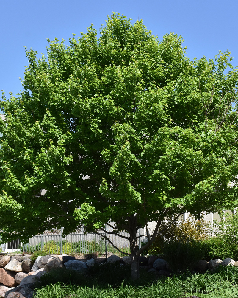 Burgundy Belle Red Maple #20<br><i>Acer rubrum Magnificent Magenta</br></i>