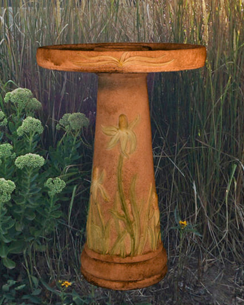 Bird Bath Coneflower