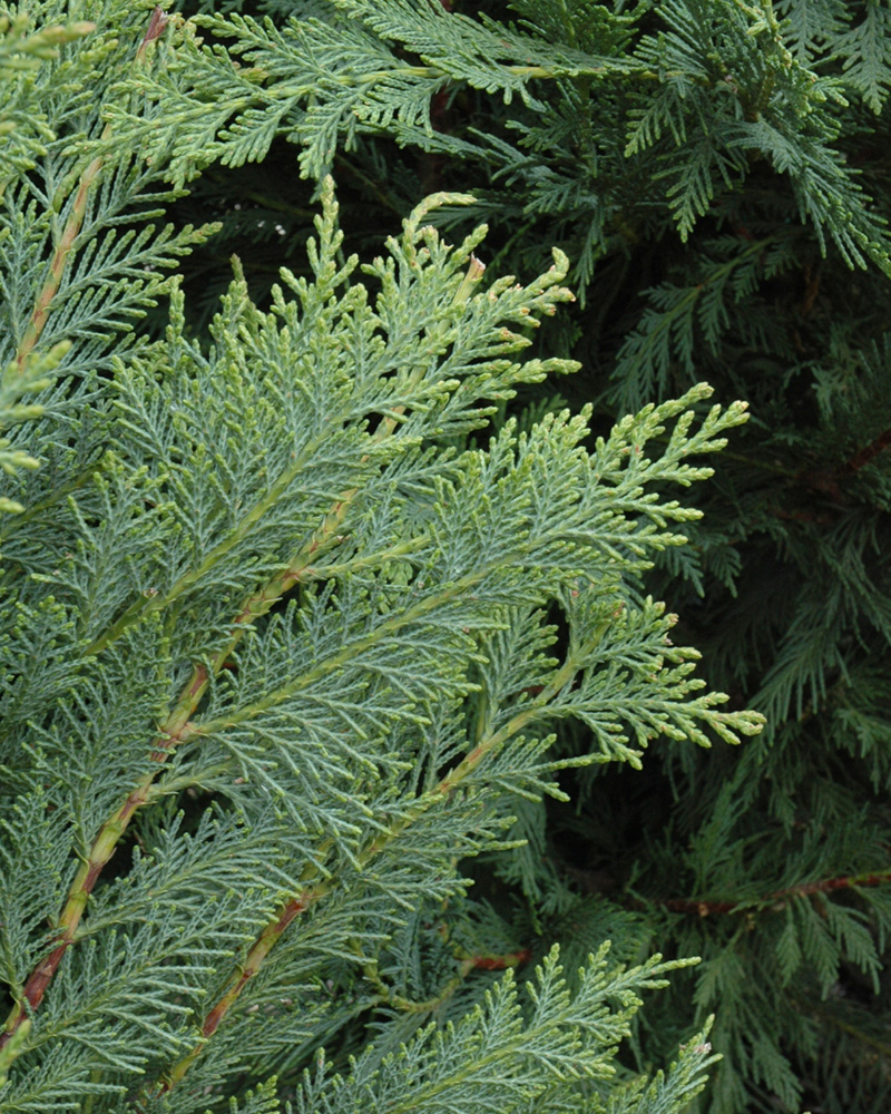 Leyland Cypress #5<br><i>Cupressocyparis x leylandii</br></i>