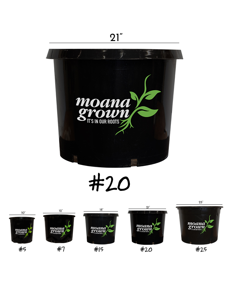 Deodar Cedar #20<br><i>Cedrus deodara</br></i>