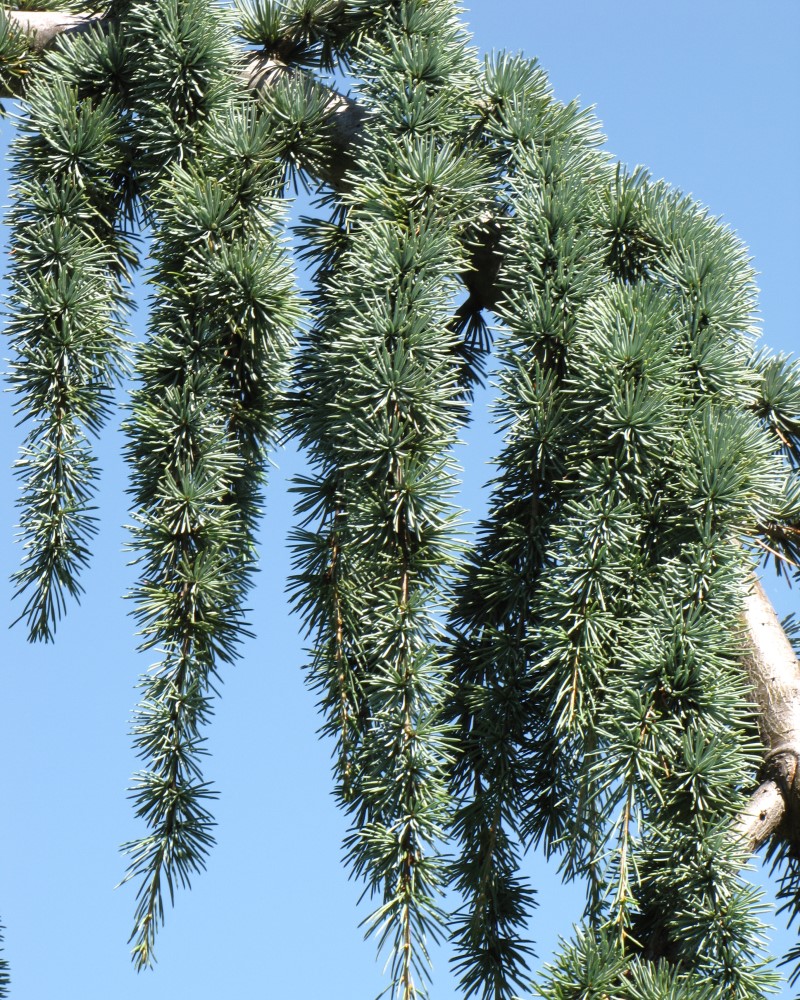 Weeping Blue Atlas Cedar #20<br><i>Cedrus atlantica 'Glauca Pendula'</br></i>