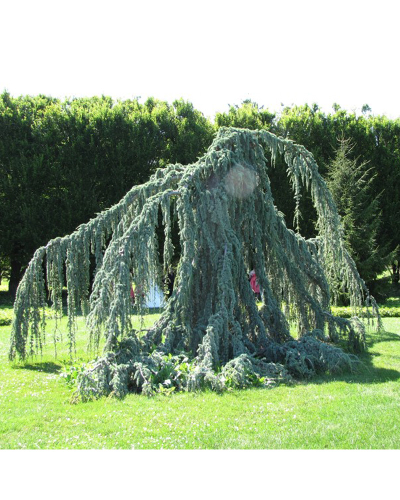 Weeping Blue Atlas Cedar #20<br><i>Cedrus atlantica \'Glauca Pendula\'</br></i>