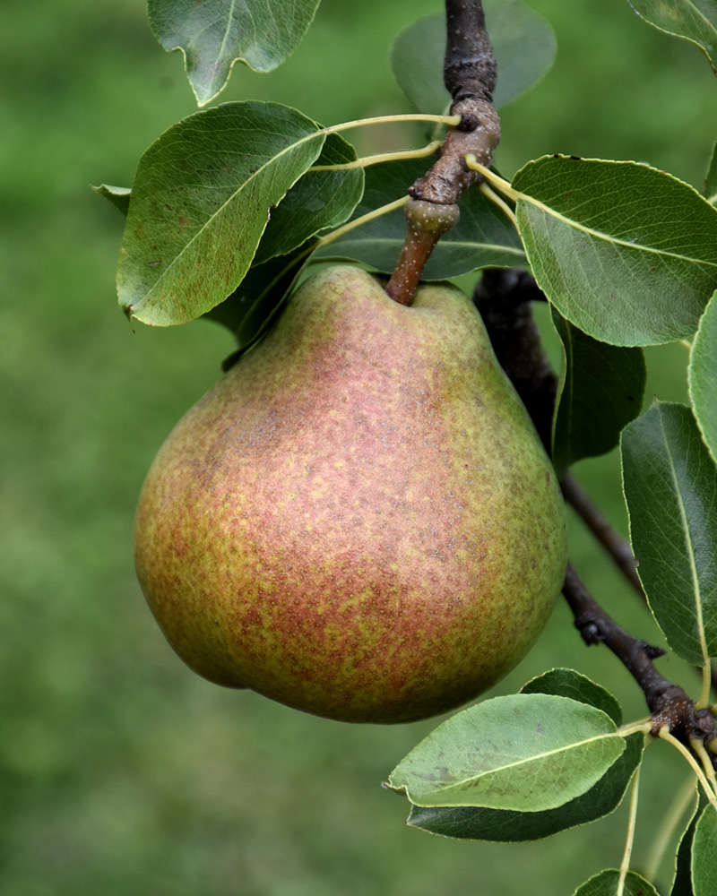 Comice Pear #7<br><i>Pyrus communis 'Comice'</br></i>