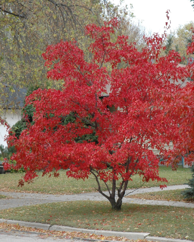 Flame Amur Maple #15<br><i>Acer ginnala Flame</br></i>