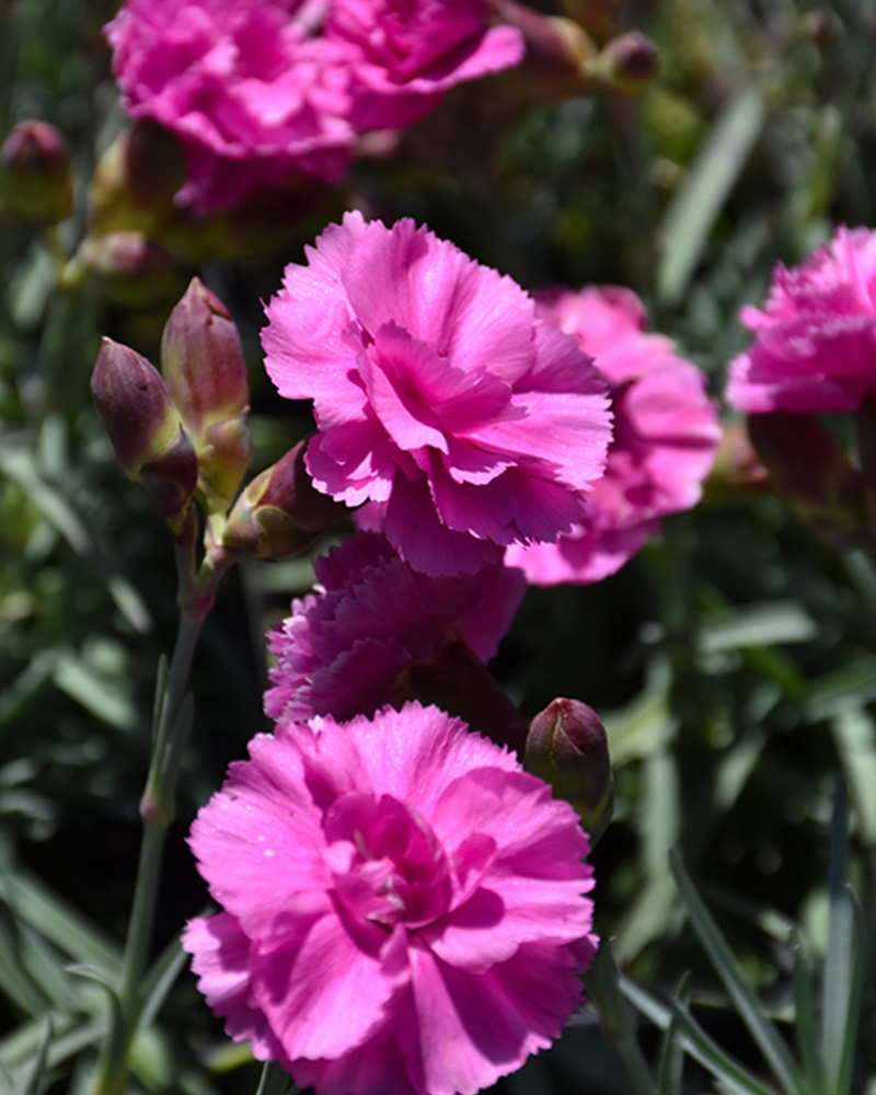 Scent First® Tickled Pink Pinks #1<br><i>Dianthus 'Devon PP11'</br></i>
