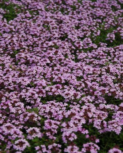 Red Creeping Thyme #1<br><i>Thymus praecox Coccineus</br></i>