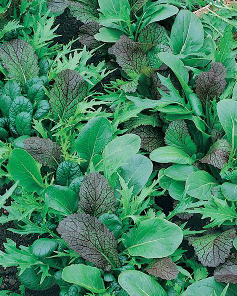 Lettuce Mesclun Blend 6 Pack