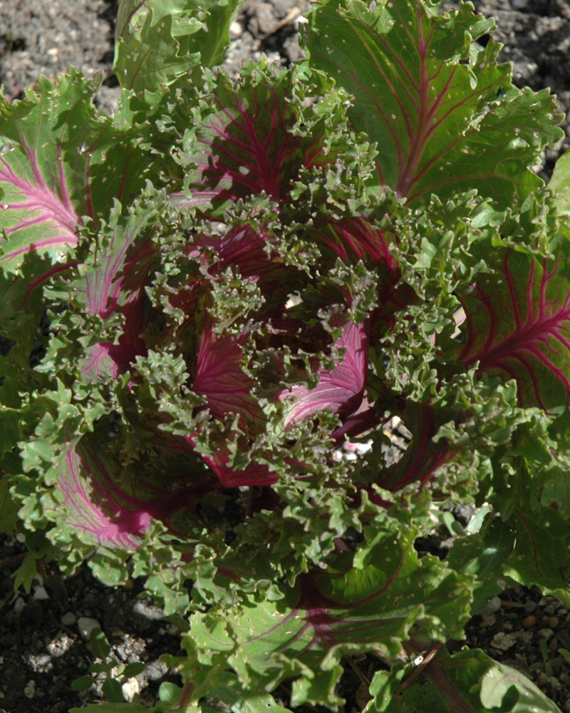 Ornamental Kale Glamour Red 4"