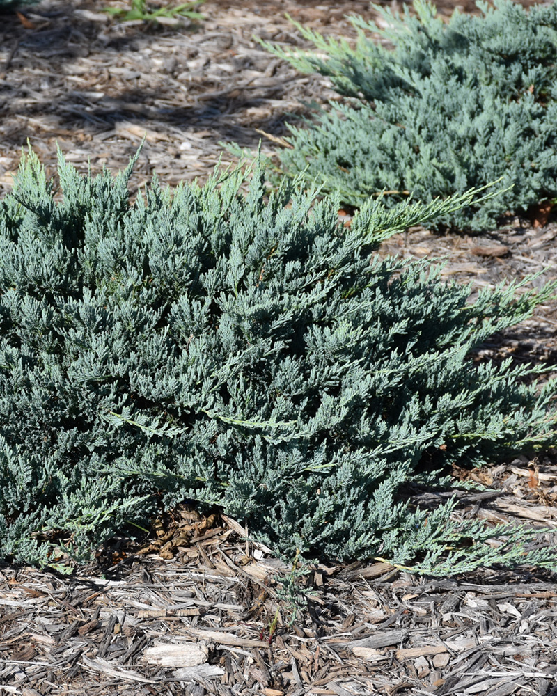 Blue Chip Juniper #3<br><i>Juniperus horizontalis 'Blue Chip'</br></i>