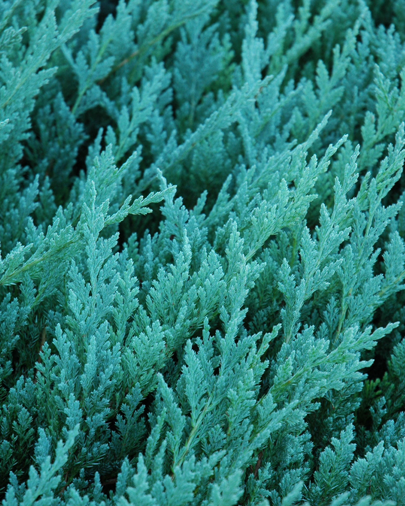 Blue Chip Juniper | Juniperus horizontalis 'Blue Chip' | Shrubs ...