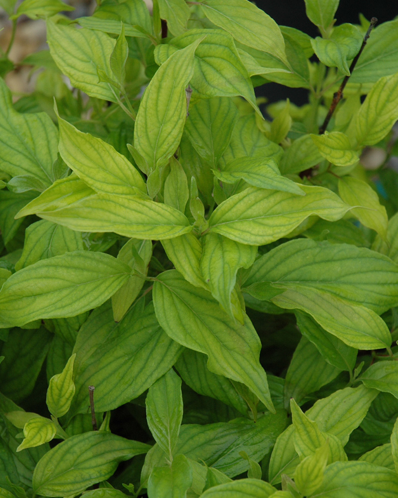 Kelsey Dogwood #5<br><i>Cornus sericea \'Kelseyi\'</br></i>