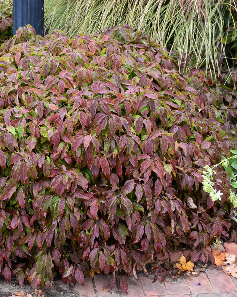 Kelsey Dogwood #5<br><i>Cornus sericea \'Kelseyi\'</br></i>