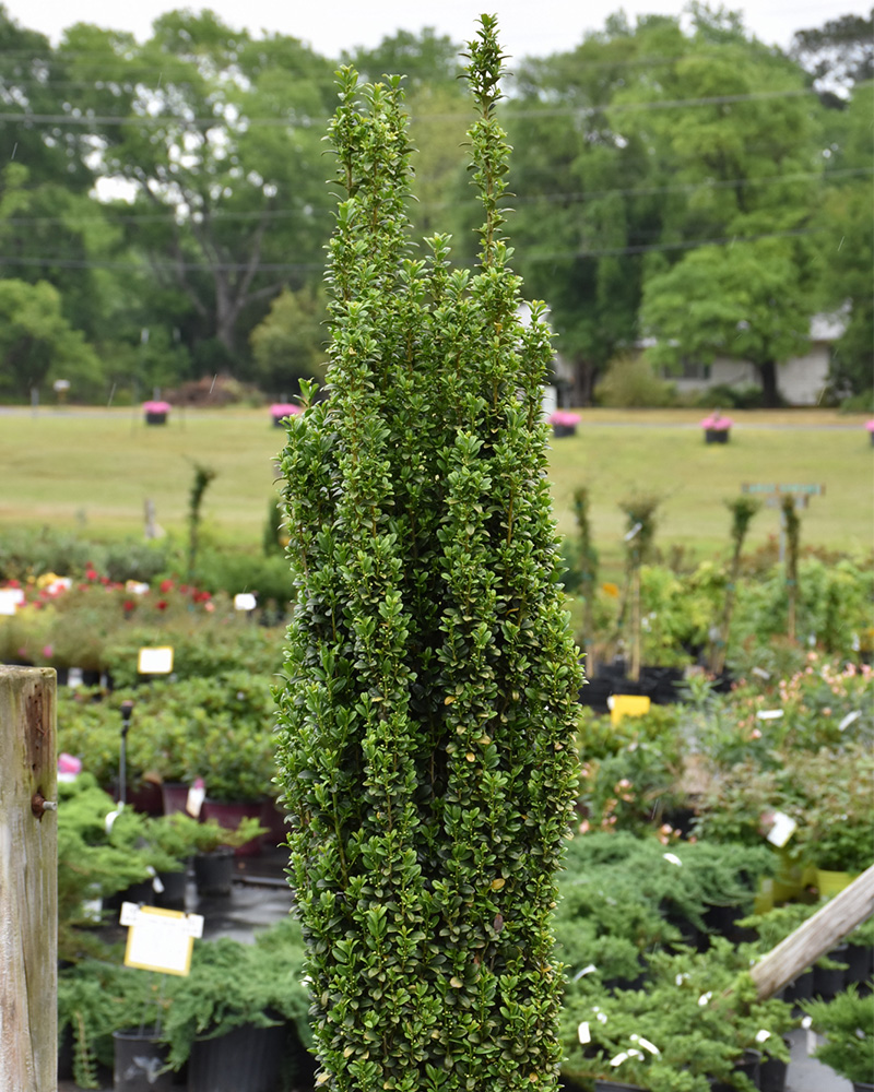 Sky Pencil Japanese Holly #3<br><i>Ilex crenata 'Sky Pencil'</br></i>