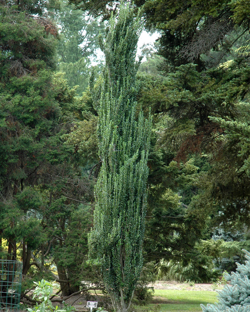 Sky Pencil Japanese Holly #3<br><i>Ilex crenata \'Sky Pencil\'</br></i>