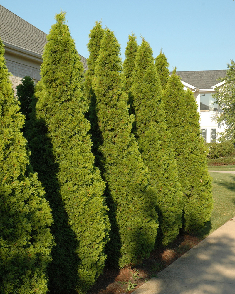 Emerald Green Arborvitae #15<br><i>Thuja occidentalis Smaragd</br></i>