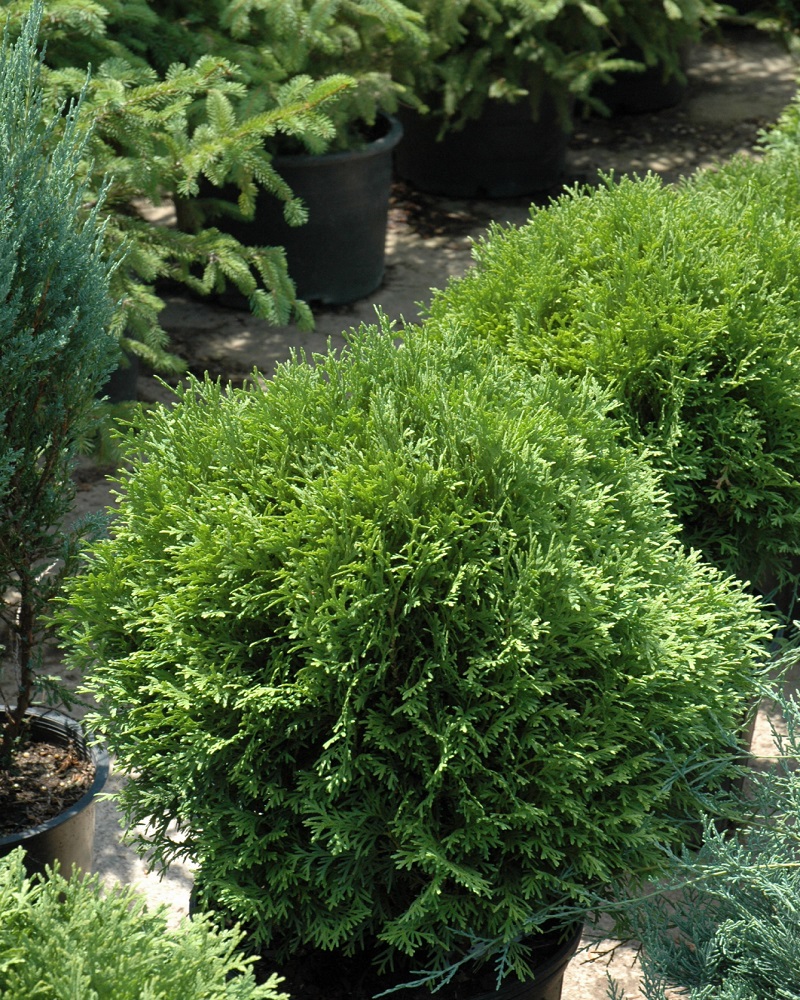 Tom Thumb White Cedar #3<br><i>Thuja occidentalis Tom Thumb</br></i>