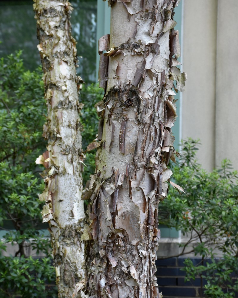 Dura Heat River Birch<br><i>Betula nigra Dura Heat</br></i>