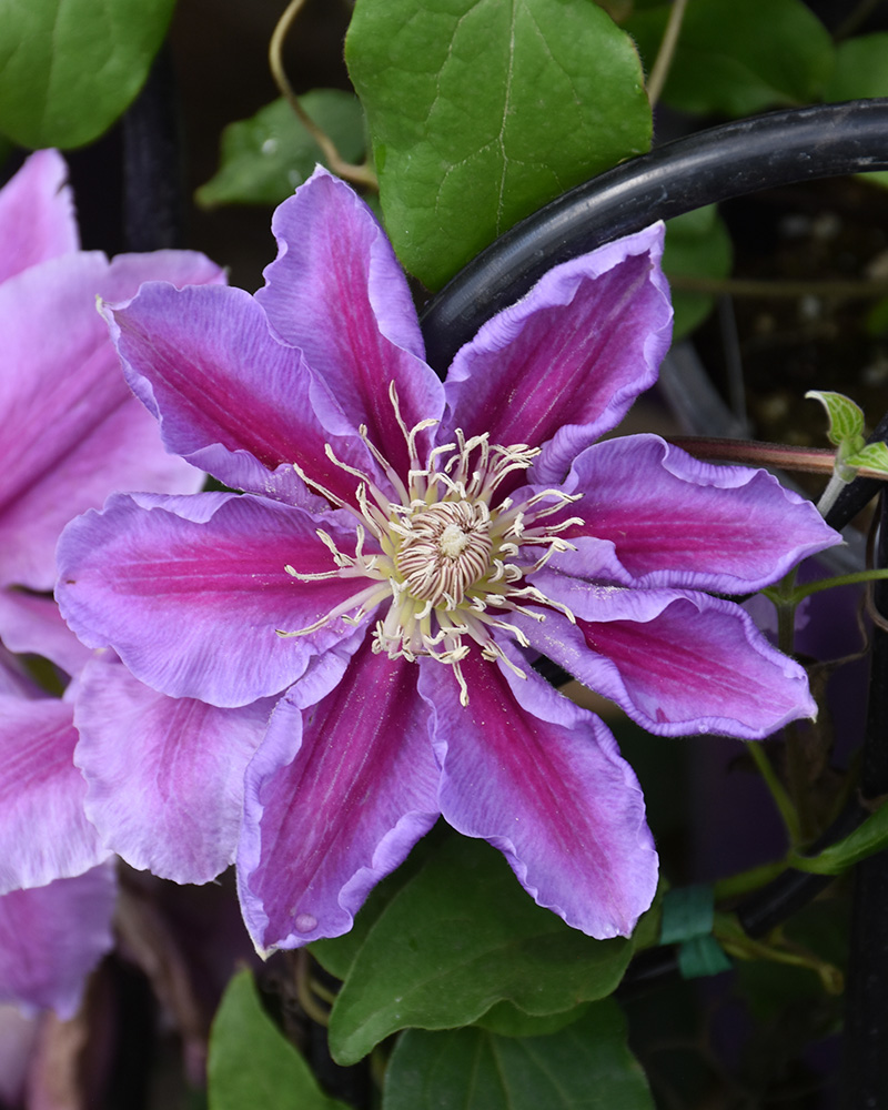 Bees' Jubilee Clematis #1<br><i>Clematis 'Bees' Jubilee'</br></i>