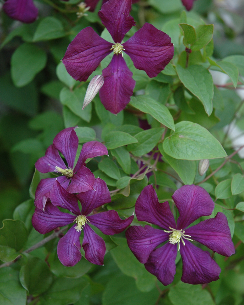 Etoile Violette Clematis #1<br><i>Clematis 'Etoile Violette'</br></i>