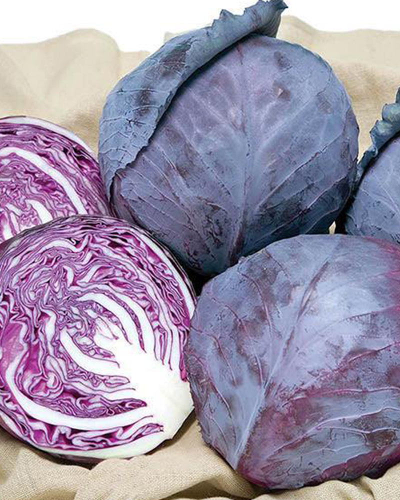 Cabbage Ruby Ball 6 Pack