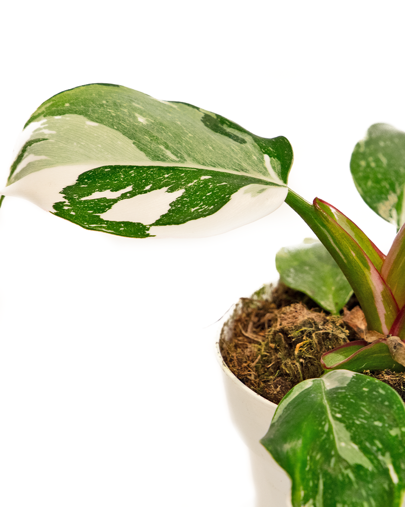 Philodendron White Princess 4\"