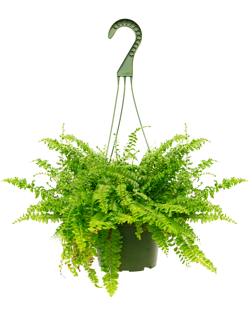 Fern Boston Compacto 6"
