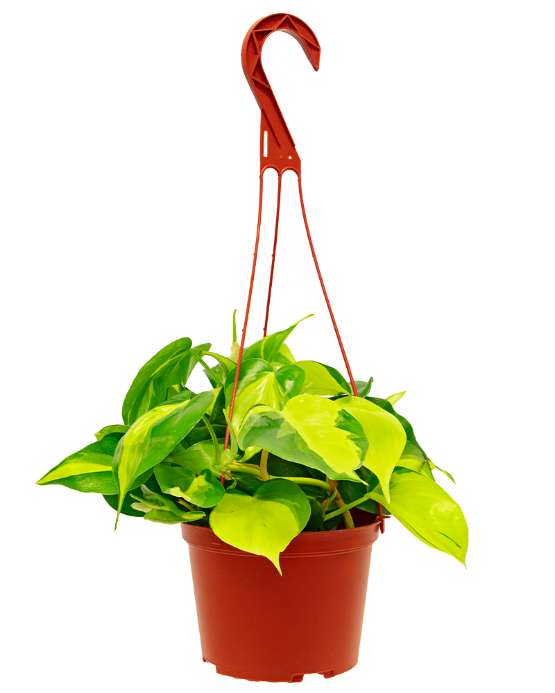 Philodendron Brasil Staked 6"