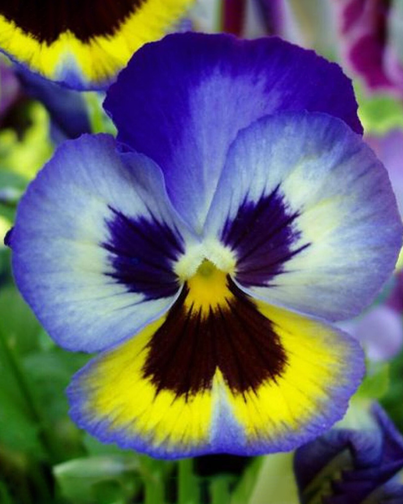 Pansy Bicolor Blue & Yellow 4"