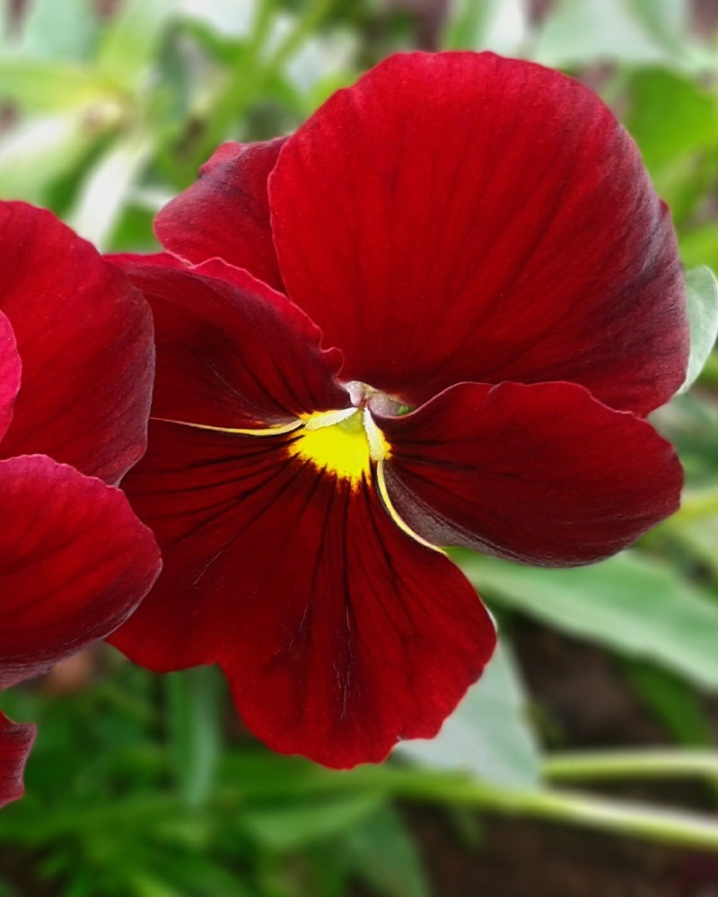 Pansy Pure Red 4"