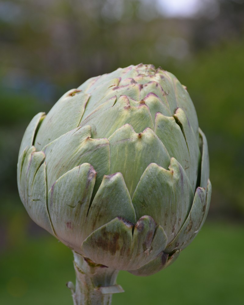 Artichoke Green Globe 4"