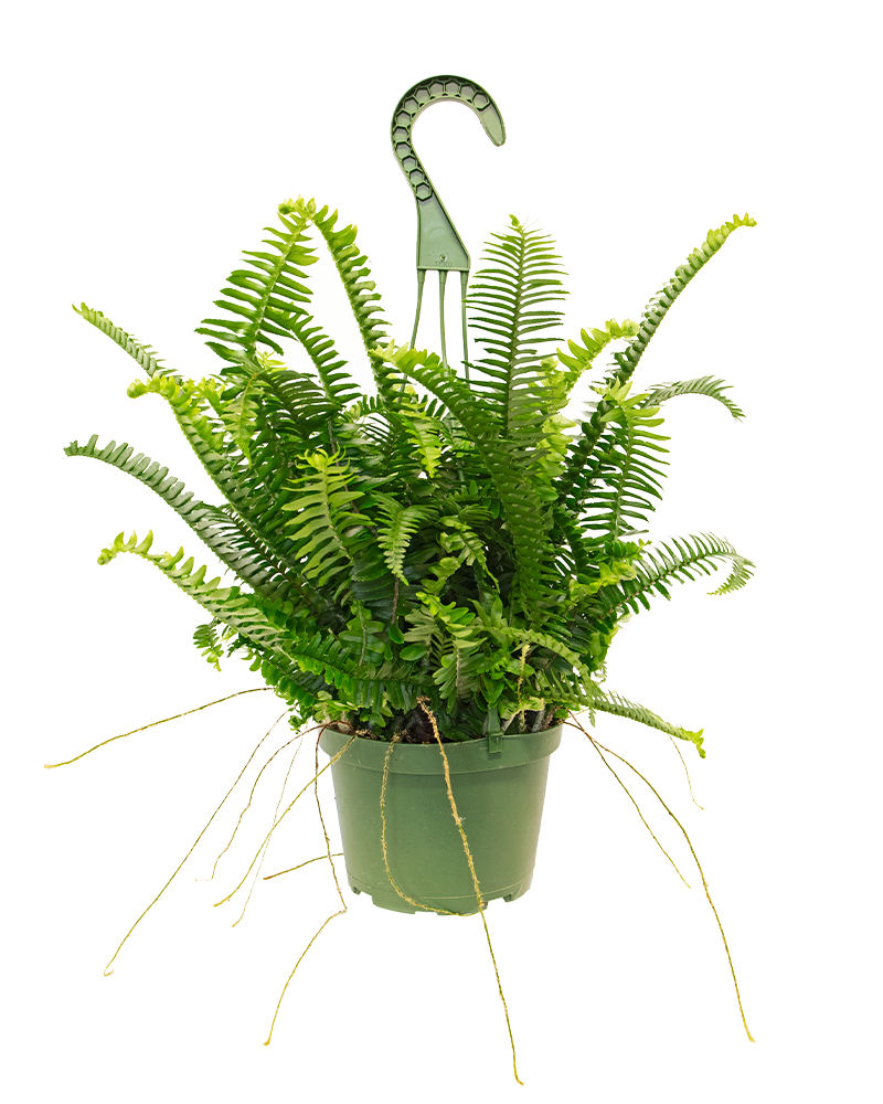 Fern Jester Crown 6"
